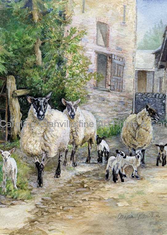 Sheep in farmyard, painting by Caroline Glanville
